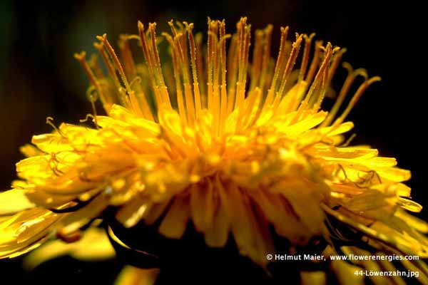 Gelbe Blütenstempel von der Seite von Löwenzahn-Blüte