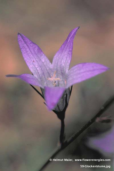 Hell-violette Blüte der Glockenblume