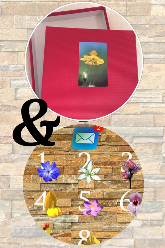 Spezielles Angebot: laminiertes Bach-Blüten-Fotoset 10x15cm mit Monatslbüten-Abo