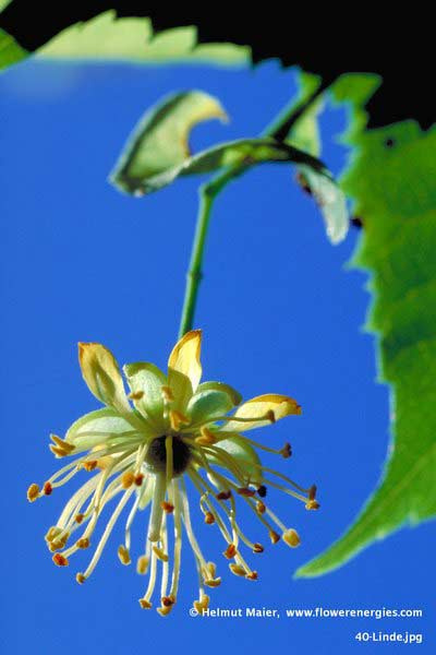 Lindenblüte herabhängend unter blauem Himmel