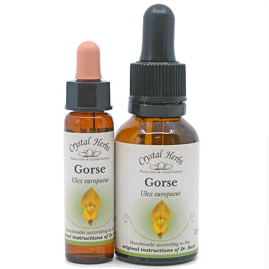 10ml und 25ml Essenzenflaschen der Bachblüte Gorse
