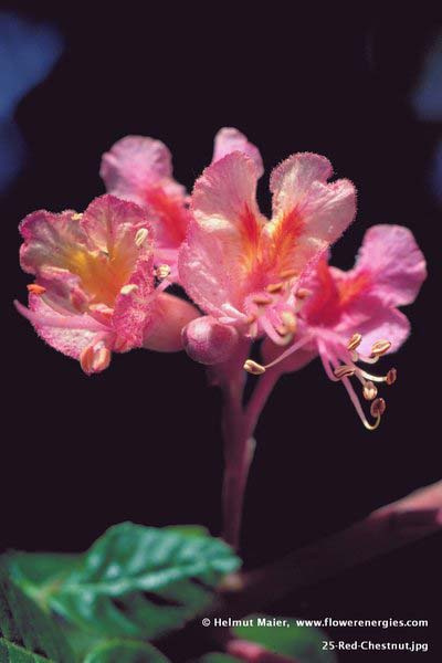 Rote nach oben aufgefächerte Blüte von Red Chestnut - Rote Kastanie