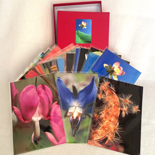 3 voon 21 Fotos des Blüten & Samen Fotoset 10x15cm