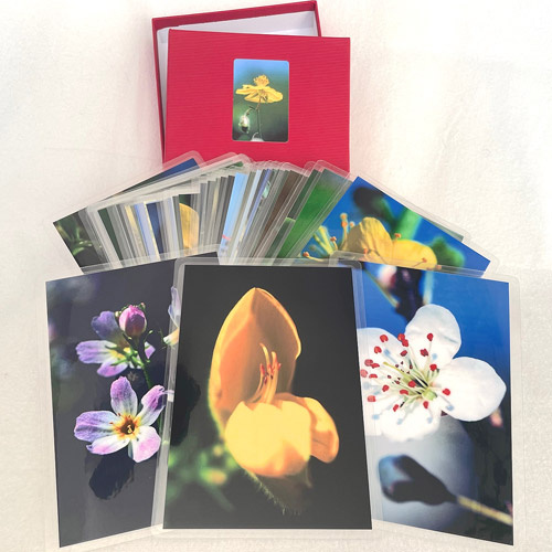 3 von 38 laminierten Fotos des Bach-Blüten Fotosets 10x15cm in 2-teiliger Schachtel