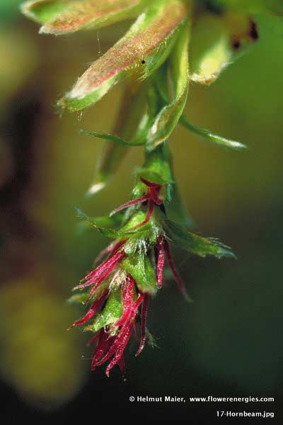Grün-rote weibliche Blüte von Hornbeam – Hainbuche