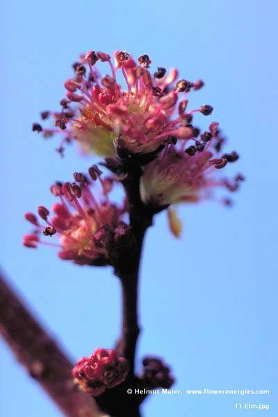 Aufrechte rote Blüten um Ast von Elm - Englische Ulme