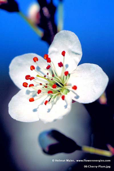 Weiße Blüte mit roten Blüten-Stempeln von Cherry Plum – Kirschpflaume