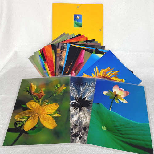 3 des 21 photos plastifiées du set de photos Fleurs et Graines 20 x 30 cm