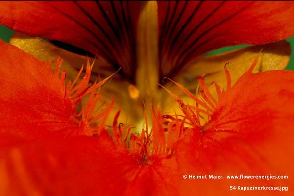 Rotes gefranztes Blüten-Blatt der Kapuzinerkresse