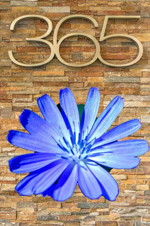 Blaue Chicory-Blüte unter Zahl 365 als Jahresblüte