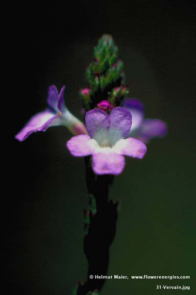 Violett-weiße Blüten von Vervain – Eisenkraut