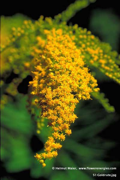 Gelber länger Blütenschwanz der Kanadischen Goldrute