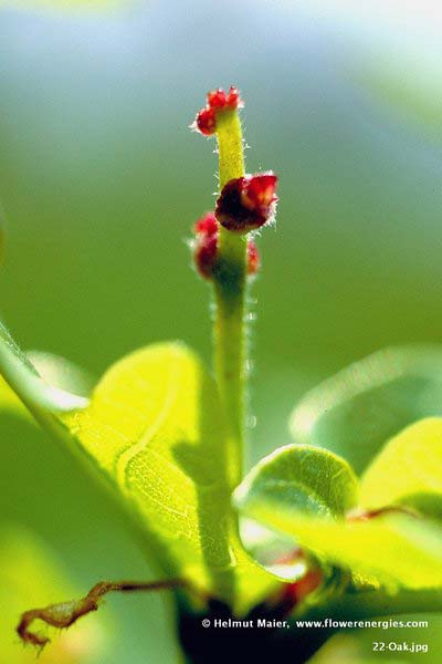 Rote runde weibliche Blüten an Stengel von Oak – Sommereiche