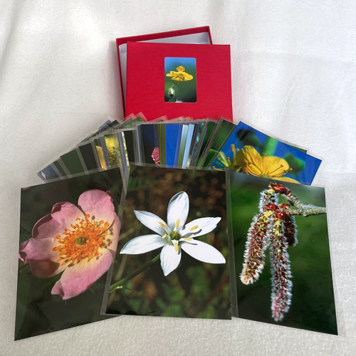 3 von 38 Fotos des Bach-Blüten Fotosets in 2-teiliger Schachtel