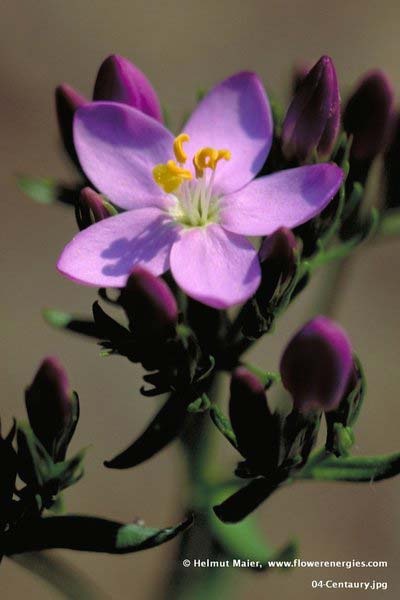 Rosa-rote geöffnete Blüte von Centaury – Tausendgüldenkraut