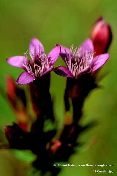 Aufrechte rotviolette Tricchterblüten von Gentian – Herbstenzian