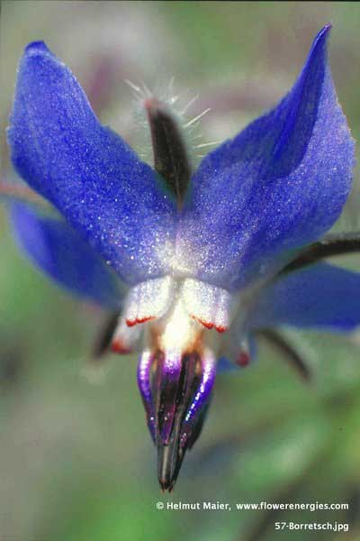 Violett-blaue Borretsch-Blüte mit dunklem Stachel