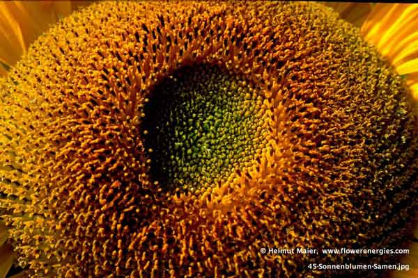 Gelbbrauner Kranz aus Samen der Sonnenblume