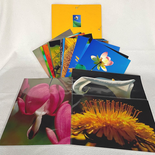 3 von 21 Fotos des Blüten- und Samen-Fotosets 20x30cm