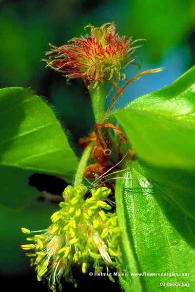 Rote weibliche und grüngelbe männliche Blüten von Beech – Buche