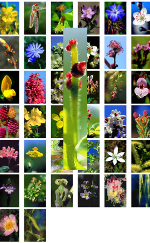 Poster mit 38 Bach-Blüten Fotos