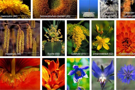 Ausschnitt aus Fotoübersicht der 21 Blüten & Samen