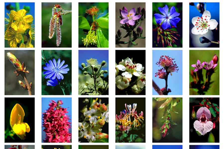 Minatur-Fotoübersicht der Bachblüten