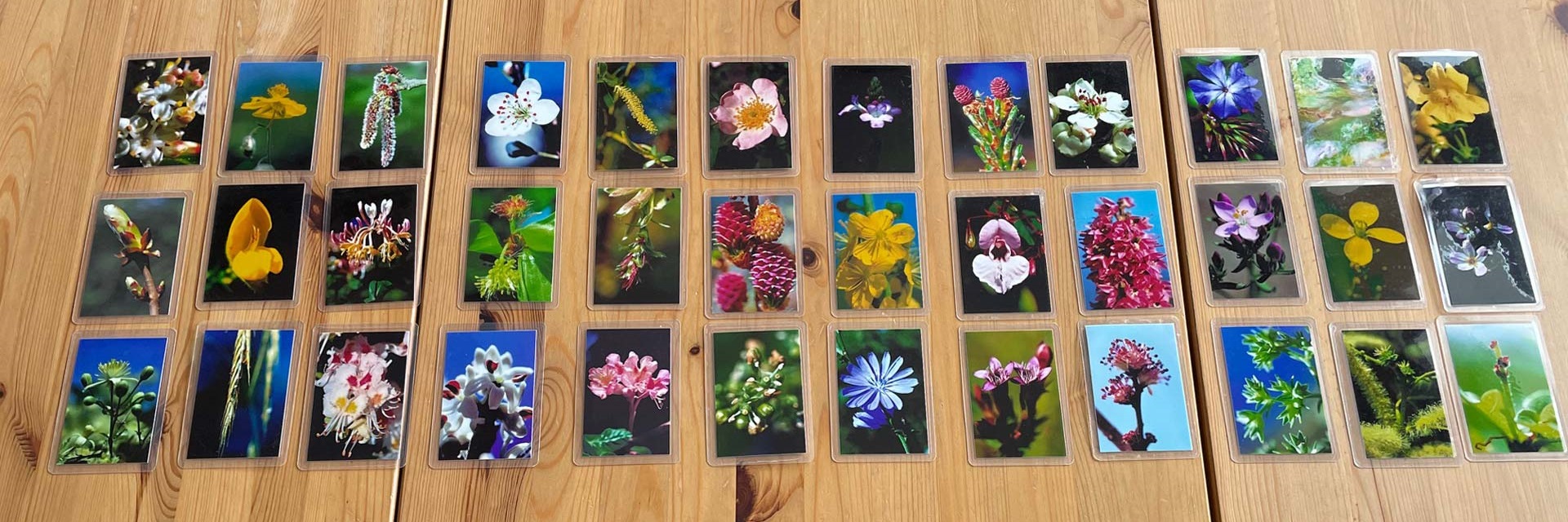 Auf Tisch ausgelegte 38 Bach-Blüten-Fotos für Beratung
