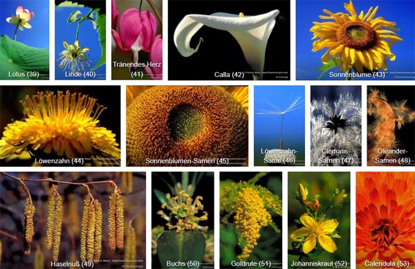 Übersicht der 21 Blüten & Samen-Fotos