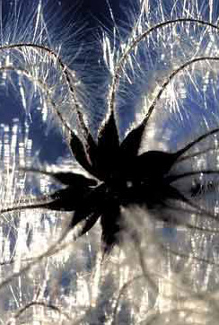 Couronne de graines noires recouverte d'un duvet argenté provenant de graines de clématite