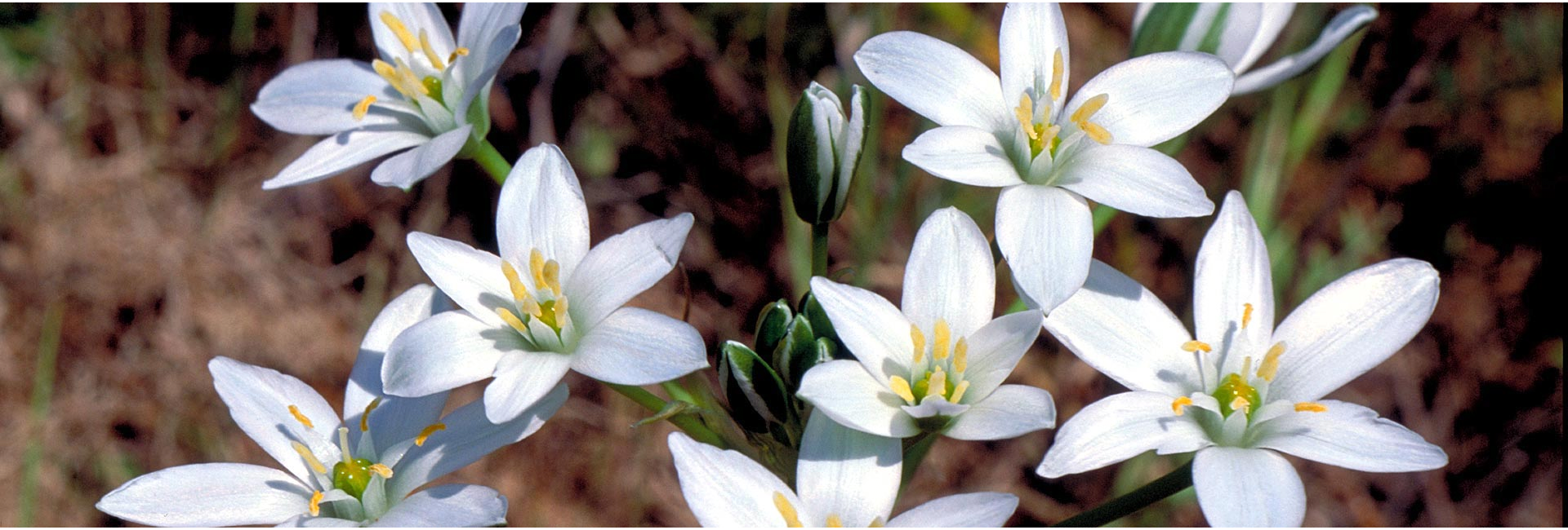 Open white six-petalled flowers of the Star of Bethlehem