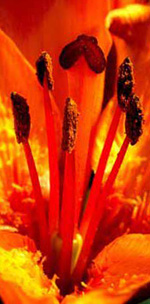 Blütenstempel der rotfeurigen Fire Lily Blüte