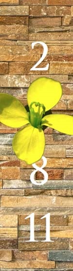 Mustard Monatsblüte auf Monatszahlen