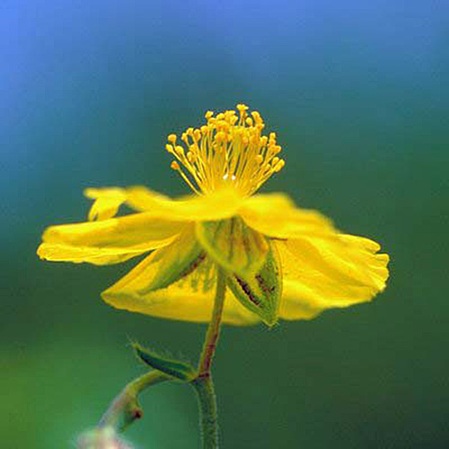 Gelbe Logo-Blüte Flower Energies: Rock Rose