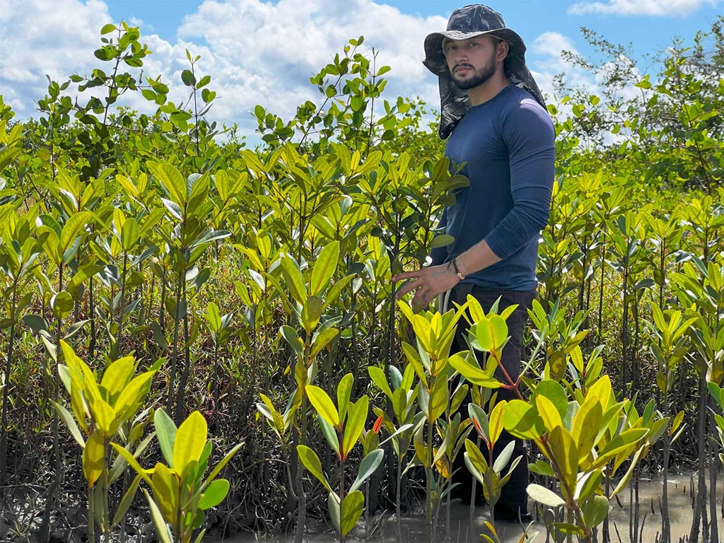 Baumpflanzer steht stolz in anewachsenem Mangrovenfeld