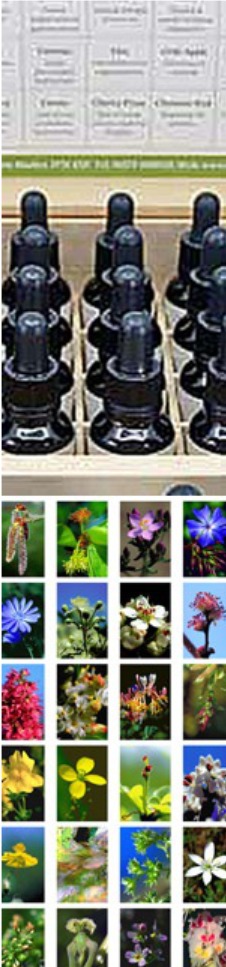 Detail von Essenzenflaschen und Fotos der Bach-Blüten