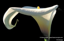 Weiße majestätische Calla-Blüten in Seitenansicht