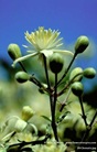 Creme-Weiße aufrechte Blüte von Clematis - Gemeine Waldrebe