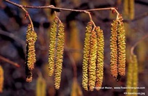 Hängende gelbbraune Blüten der Haselnusss