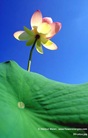 Lotusblüte in den Himmel ragend