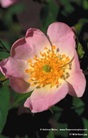 Rosa Blüte mit gelben Stempeln von Wild Rose - Heckenrose